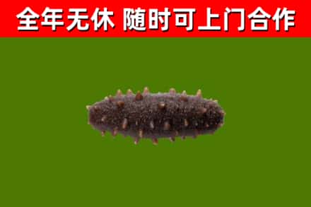 襄城烟酒回收干海参.jpg